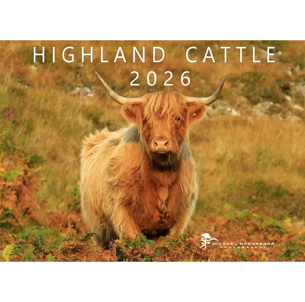 Highland Cattle Calendar 2026 – Scottish Gourmet USA