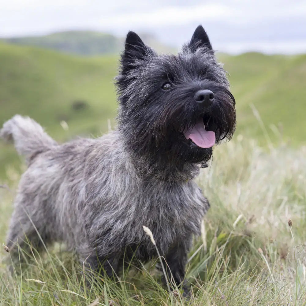 
                  
                    Tails of Scotland
                  
                
