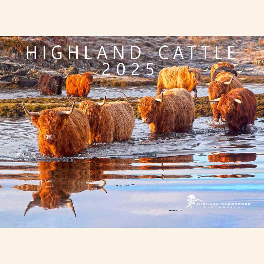 Highland Cattle Calendar 2025