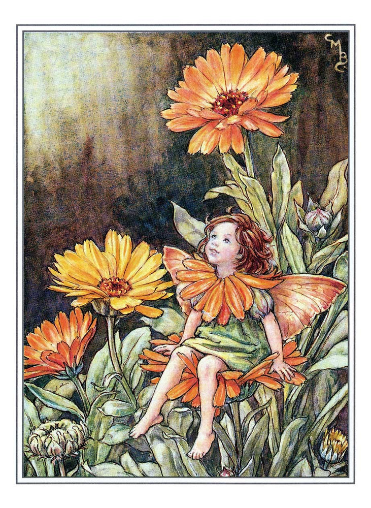 
                  
                    Flower Fairies Postcard Box
                  
                