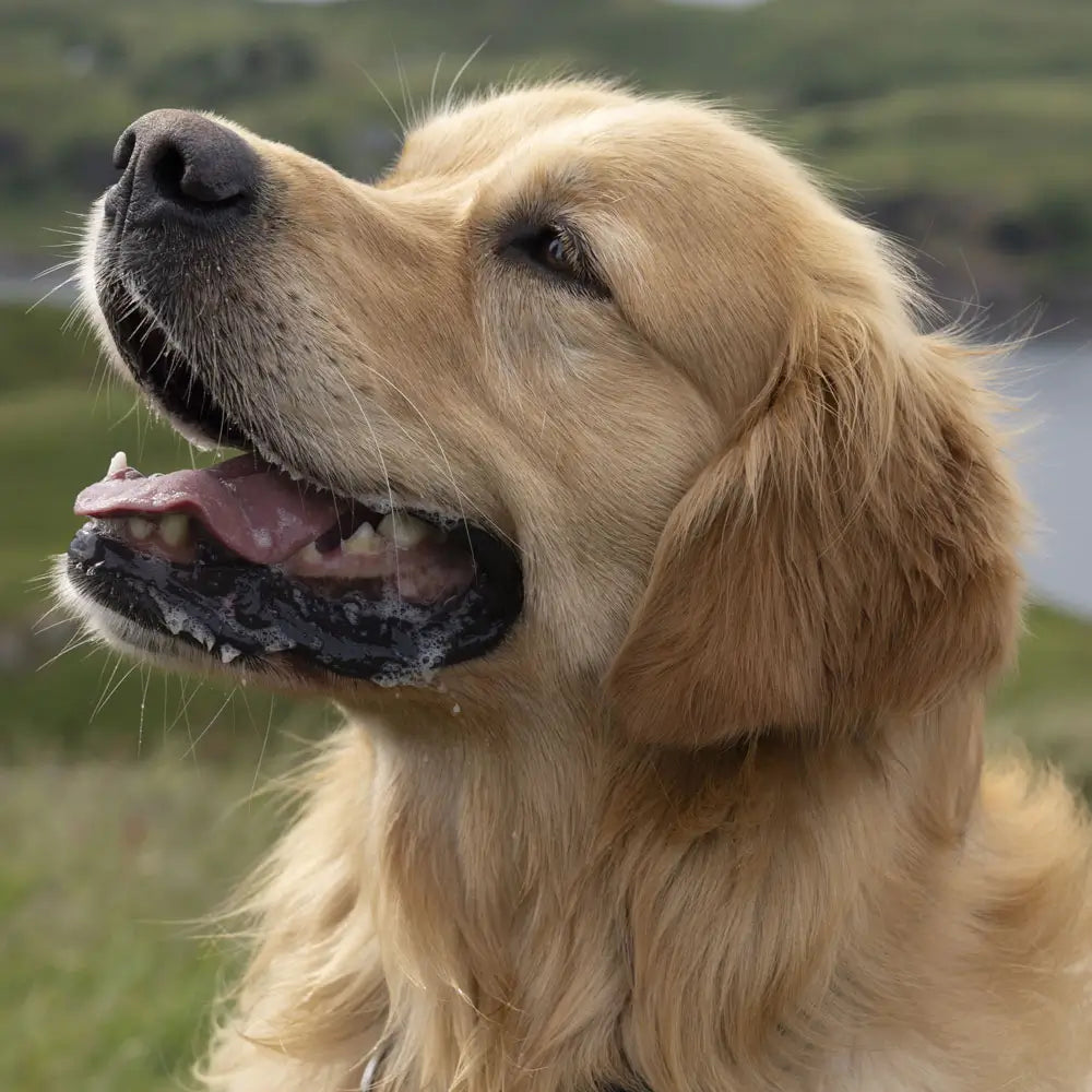 
                  
                    Tails of Scotland
                  
                