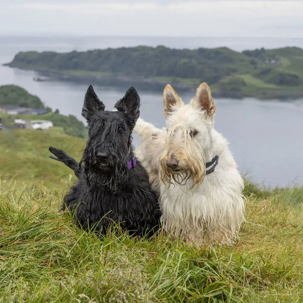 
                  
                    Tails of Scotland
                  
                
