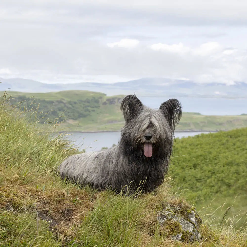 
                  
                    Tails of Scotland
                  
                